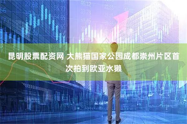 昆明股票配资网 大熊猫国家公园成都崇州片区首次拍到欧亚水獭